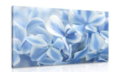OBRAZ KVĚTINY HORTENZIE V MODROBÍLÉM NÁDECHU - OBRAZY KVĚTŮ - OBRAZY