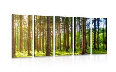 5-PIECE CANVAS PRINT SUNNY MORNING IN THE FOREST - PICTURES OF NATURE AND LANDSCAPE - PICTURES