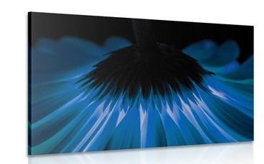 CANVAS PRINT BLUE GERBERA ON A DARK BACKGROUND - PICTURES FLOWERS - PICTURES