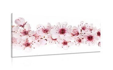 CANVAS PRINT CHERRY BLOSSOMS - PICTURES FLOWERS - PICTURES