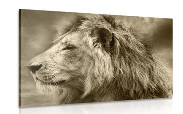 CANVAS PRINT AFRICAN LION IN SEPIA - BLACK AND WHITE PICTURES - PICTURES