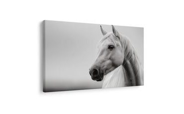 SLIKA BIJELI KONJ U MAGLI - SLIKE KONJA - SLIKE