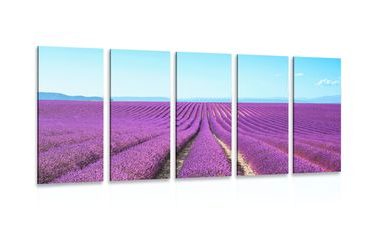 5-PIECE CANVAS PRINT ENDLESS LAVENDER FIELD - PICTURES OF NATURE AND LANDSCAPE - PICTURES