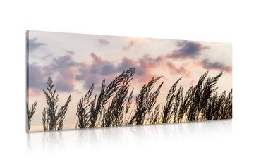 CANVAS PRINT GRASS AT SUNSET - PICTURES OF NATURE AND LANDSCAPE - PICTURES