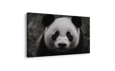 SLIKA SLATKA PANDA U PRIRODI - SLIKE ŽIVOTINJA - SLIKE