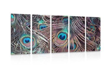 5-PIECE CANVAS PRINT PEACOCK FEATHER - STILL LIFE PICTURES - PICTURES