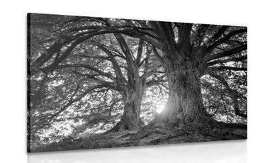 CANVAS PRINT BLACK AND WHITE MAJESTIC TREES - BLACK AND WHITE PICTURES - PICTURES