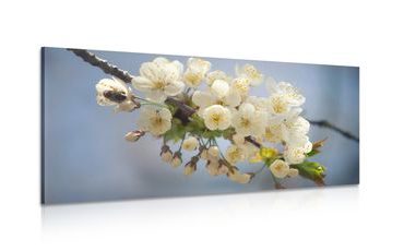 OBRAZ KVETOUCÍ VĚTVIČKU TŘEŠNĚ - OBRAZY KVĚTŮ - OBRAZY
