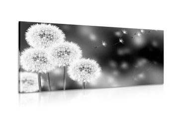 CANVAS PRINT FLUFFY DANDELION IN BLACK AND WHITE - BLACK AND WHITE PICTURES - PICTURES