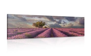 CANVAS PRINT LANDSCAPE OF LAVENDER FIELDS - PICTURES OF NATURE AND LANDSCAPE - PICTURES