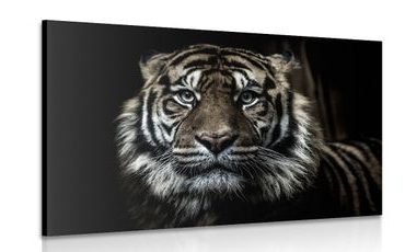 WANDBILD TIGER - BILDER TIERE - BILDER