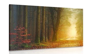 WANDBILD WEG IM WALD - BILDER VON NATUR UND LANDSCHAFT - BILDER