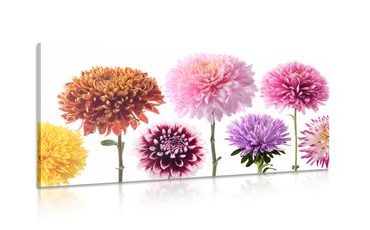 CANVAS PRINT DAHLIA FLOWERS IN A DIVERSE DESIGN - PICTURES FLOWERS - PICTURES
