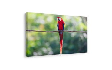 KÉP SZÍNES PAPAGÁJ A DZSUNGELBEN - MADARAS KÉPEK - KÉPEK