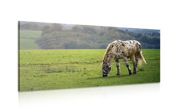 Canvas print horse on a meadow