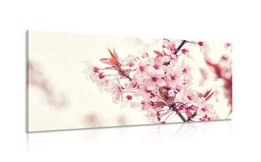 CANVAS PRINT PINK CHERRY BLOSSOMS - PICTURES FLOWERS - PICTURES
