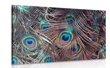 OBRAZ PAVÍ PÍRKO - OBRAZY ZÁTIŠÍ - OBRAZY