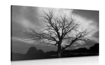 CANVAS PRINT BLACK AND WHITE TREE ON THE MEADOW - BLACK AND WHITE PICTURES - PICTURES