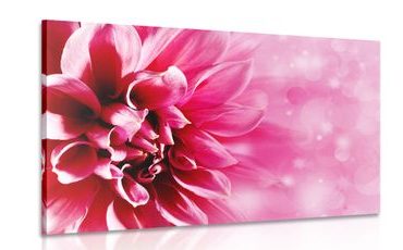 OBRAZ RŮŽOVÝ KVĚT - OBRAZY KVĚTŮ - OBRAZY