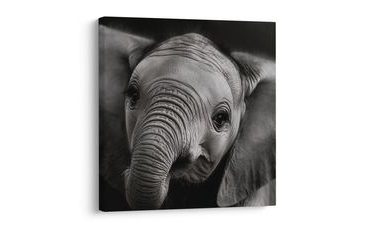 SLIKA CRNO-BIJELI PORTRET SLONA - SLIKE SLONOVA - SLIKE