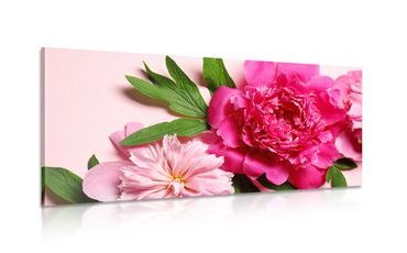 OBRAZ PIVOŇKY V RŮŽOVÉ BARVĚ - OBRAZY KVĚTŮ - OBRAZY