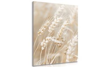 OBRAZ STÉBLA PŠENICE - OBRAZY TRÁVY - OBRAZY