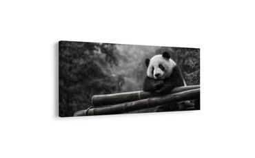 SLIKA MIRNA PANDA U PRIRODI - SLIKE ŽIVOTINJA - SLIKE