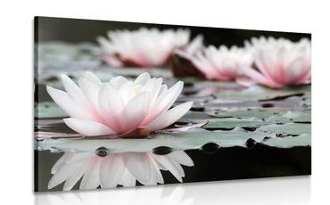 CANVAS PRINT LOTUS FLOWER - PICTURES FLOWERS - PICTURES