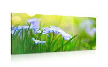 CANVAS PRINT FLOWERS ON A MEADOW IN SPRING - PICTURES FLOWERS - PICTURES