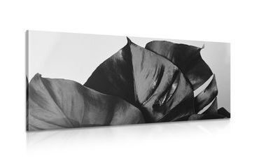 CANVAS PRINT BLACK AND WHITE MONSTERA LEAF - BLACK AND WHITE PICTURES - PICTURES