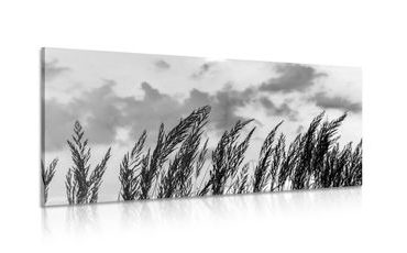 CANVAS PRINT GRASS IN BLACK AND WHITE - BLACK AND WHITE PICTURES - PICTURES