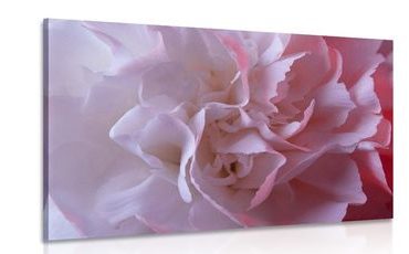 OBRAZ LUPÍNKY KARAFIÁTU - OBRAZY KVĚTŮ - OBRAZY