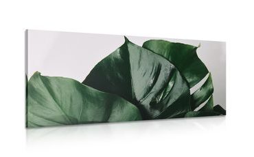 CANVAS PRINT MONSTERA LEAF - STILL LIFE PICTURES - PICTURES