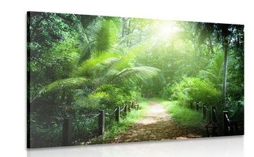 QUADRO SENTIERO SULLE ISOLE SEYCHELLES - QUADRI DI NATURA E PAESAGGIO - QUADRI