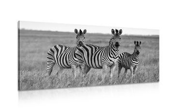 QUADRO DI TRE ZEBRE NELLA SAVANA IN BIANCO E NERO - QUADRI BIANCO E NERO - QUADRI