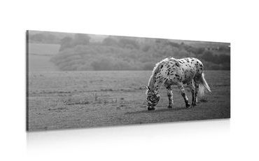 Canvas print horse on a meadow in black and white