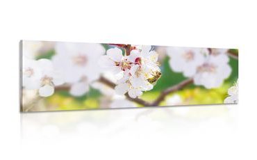 OBRAZ KVĚTY STROMU V JARNÍM OBDOBÍ - OBRAZY KVĚTŮ - OBRAZY