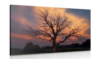 CANVAS PRINT BEAUTIFUL TREE ON THE MEADOW - PICTURES OF NATURE AND LANDSCAPE - PICTURES