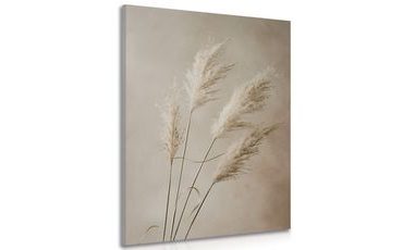 OBRAZ SUCHÁ PAMPOVÁ TRÁVA - OBRAZY TRÁVY - OBRAZY