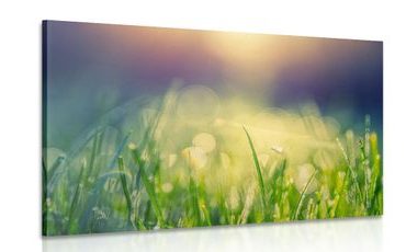 CANVAS PRINT MEADOW DEW - PICTURES OF NATURE AND LANDSCAPE - PICTURES