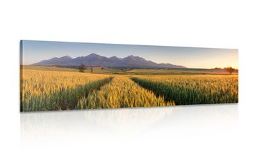CANVAS PRINT SUNSET OVER A WHEAT FIELD - PICTURES OF NATURE AND LANDSCAPE - PICTURES