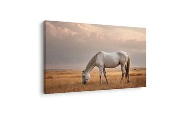 ΠΊΝΑΚΑΣ ΣΕ ΚΑΜΒΆ ΉΡΕΜΟ ΆΛΟΓΟ ΣΤΟ ΛΙΒΆΔΙ - ΠΊΝΑΚΕΣ ΆΛΟΓΑ - ΠΊΝΑΚΕΣ