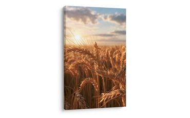 TABLEAU SUR TOILE – ÉPIS DE BLÉ DANS LA LUMIÈRE DU SOIR - TABLEAUX DE CHAMPS ET PRAIRIES - TABLEAUX