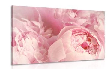 OBRAZ LUPÍNKY KVĚTU - OBRAZY KVĚTŮ - OBRAZY