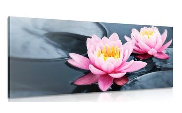 OBRAZ LOTOSOVÝ KVĚT V JEZEŘE - OBRAZY KVĚTŮ - OBRAZY