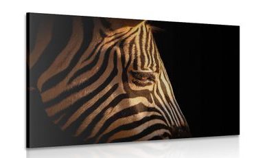 Canvas print portrait of a zebra