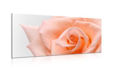 WANDBILD PFIRSICHROSE - BILDER BLUMEN - BILDER