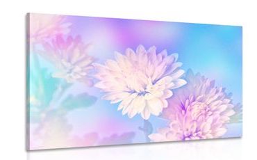 CANVAS PRINT CHRYSANTHEMUM FLOWER - PICTURES FLOWERS - PICTURES