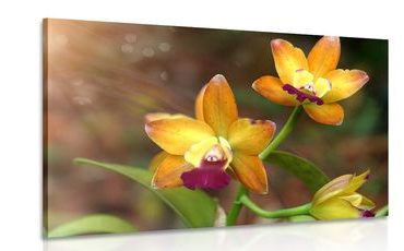 CANVAS PRINT ORANGE ORCHID - PICTURES FLOWERS - PICTURES