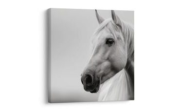 SLIKA VELIČANSTVENI BIJELI KONJ - SLIKE KONJA - SLIKE